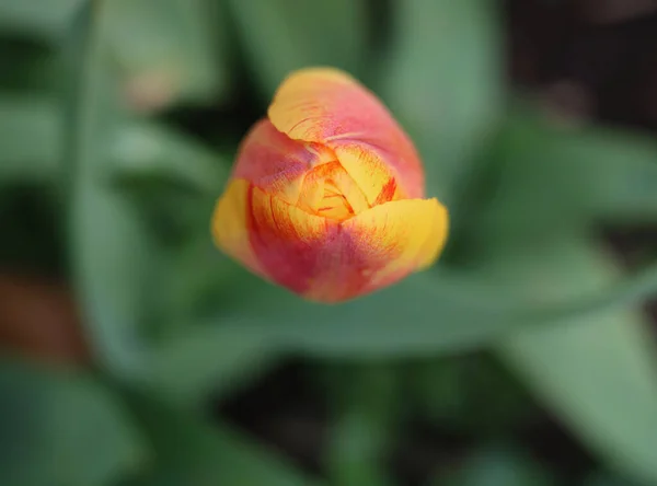 Draufsicht auf rote und gelbe Tulpe mit verschwommenem grünen Laubhintergrund — Stockfoto