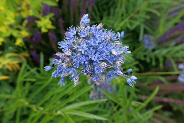 Pequenas flores azuis delicadas e folhagem verde no cenário do jardim — Fotografia de Stock