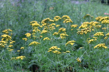 Sarı çayır çiçekleri ve yeşil yaprakların tam çerçeve resmi