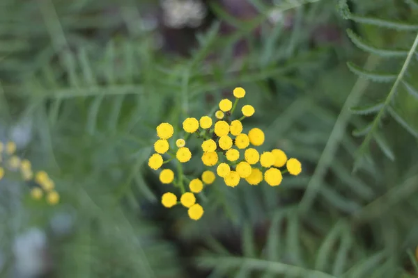 Piccoli fiori selvatici gialli contro il fogliame verde chiodato morbido — Foto Stock