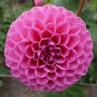 Güzel pembe yıldız çiçeği, simetri, geometri ve taç yapraklarının detaylarını gösteriyor.