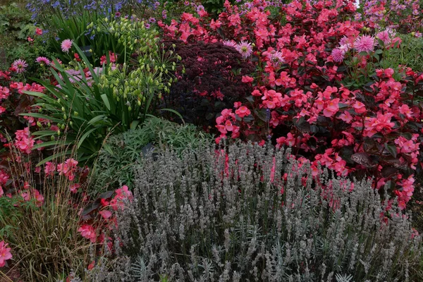 Plný rám letní květinový záhon s levandulí a růžovými květy begonie — Stock fotografie