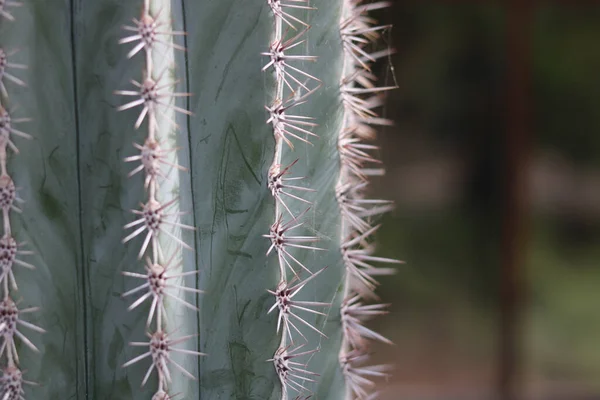 Cactus background with soft green garden background for copy space — Stock Photo, Image