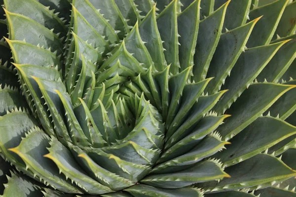 Die Schönheit der Natur wird durch den natürlichen Wirbel einer Aloe Vera Pflanze demonstriert Stockbild