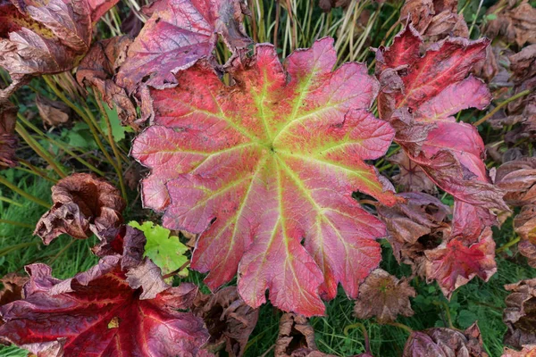 Gros plan du feuillage de manicata gunnera rouge dans la scène d'automne — Photo