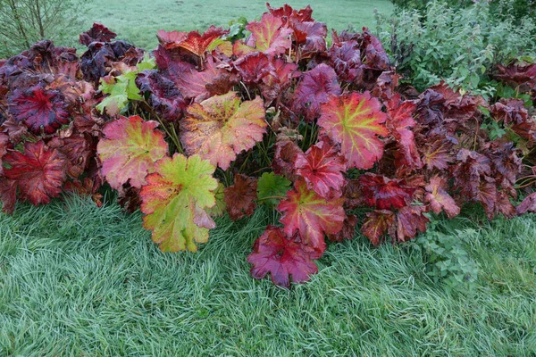 Bouquet de gunnera manicata à l'automne montrant un feuillage rouge foncé — Photo