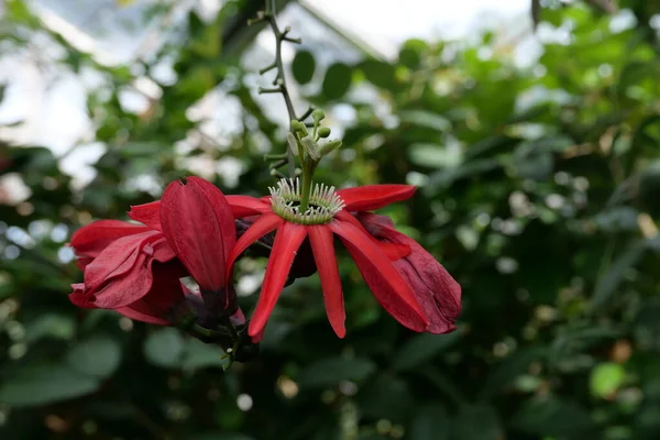 Belle fleur de passion rouge avec détail corona et feuillage de fond flou — Photo