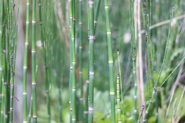 Teljes keret háttér zöld bambusznádak növekvő erdőben — Stock Fotó