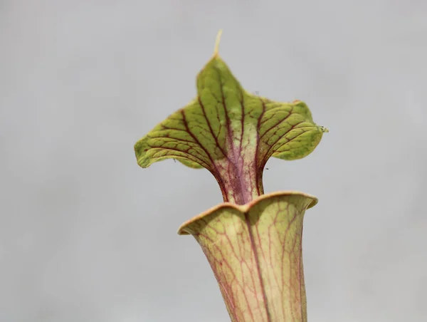 Gros plan des nepenthes ou de la plante pichet montrant les détails de la veine — Photo