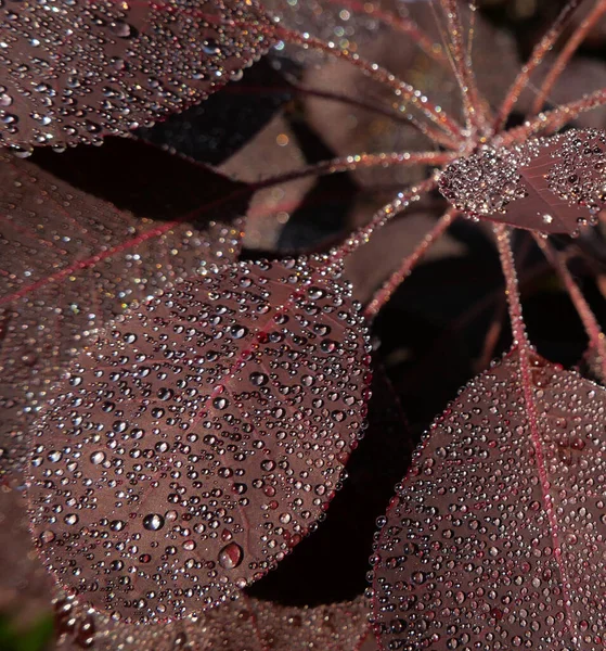 Zbliżenie czerwonego kontynuować lub dymu liści z poranną rosą — Zdjęcie stockowe