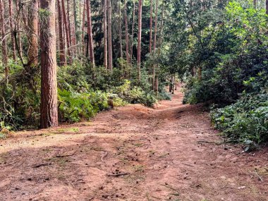 Countryside scene showing tall pines and ferns. Nature at its best.
