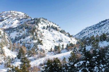 Ormanın büyüdüğü dağ tepeleri karla kaplı. Özbekistan 'daki Beldersay kayak merkezi