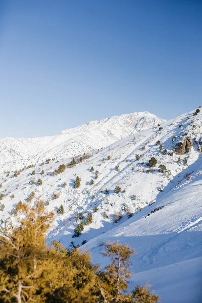 Picos Montaña Cubiertos Nieve Uzbekistán Día Despejado Estación Esquí Beldersay — Foto de Stock