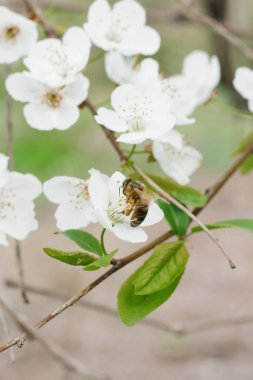 Baharda bahçede beyaz bir kiraz ya da erik çiçeği ve bir arı. Seçici odak