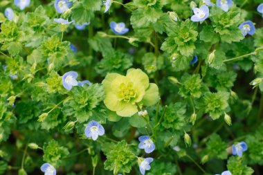 Mutluluktan havalara uçar, baharda bahçede beni unutursun.