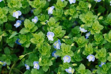 Mavi çiçek halısı unutun beni baharda ormanda.