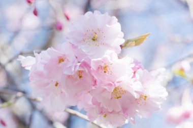 Pembe Japon kirazı (Prunus veya Cerasus serrulata serrulata) bahar mevsiminde solar. Seçici odaklanma. Doğanın arka planında çiçek açan ağaç. Bahar Arkaplanı