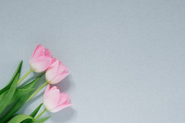 Fotokopi alanı olan mavi bir zemin üzerinde pembe laleler. Anneler günü için kartpostal, doğum günü, bahar tatili 8 Mart, Paskalya, Sevgililer Günü