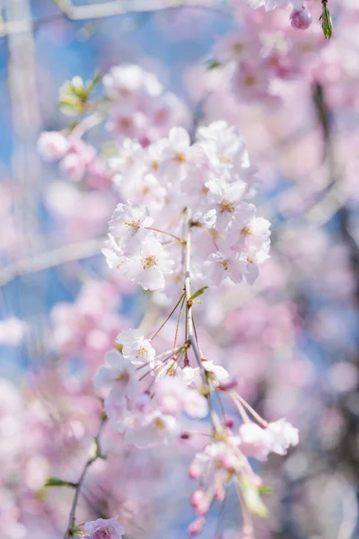 Belo Ramo Elegante Cerejeiras Decorativas Com Flores Contra Céu Azul — Fotografia de Stock