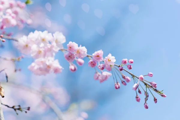 Elegancka Piękna Gałąź Ozdobnych Wiśni Kwiatami Tle Błękitnego Nieba Wybiórcze — Zdjęcie stockowe