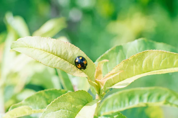 Black Yellow Ladybug Sits Leaf Garden Tree — Stock Photo, Image
