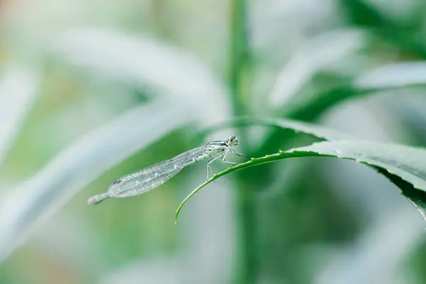 Dragonfly Arrow Green Sitting Leaf Grass — Stock Photo, Image