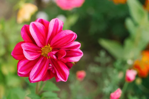 夏の庭で紫色のダリアの花が閉じます — ストック写真