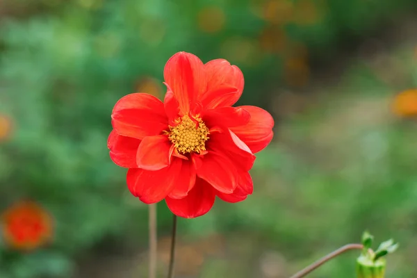 夏の庭のオレンジ色のダリアの花 — ストック写真