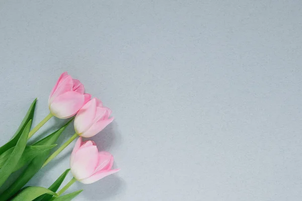 Tulipanes Rosados Sobre Fondo Azul Con Espacio Para Copiar Postal — Foto de Stock