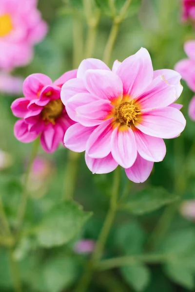 夏の庭にピンクのダリアの花 花の背景 — ストック写真