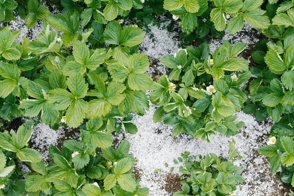 夏の雹で覆われたイチゴの茂み — ストック写真