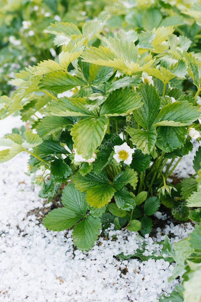 Bushes of blooming strawberries, covered with summer hail