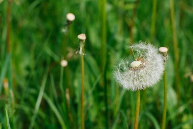 Karahindiba çiçeği baharda yeşil çimlerde yetişir. Boşluğu kopyala