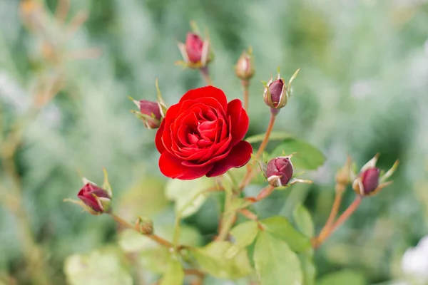 Red flowers spray roses in the summer garden. Flower background