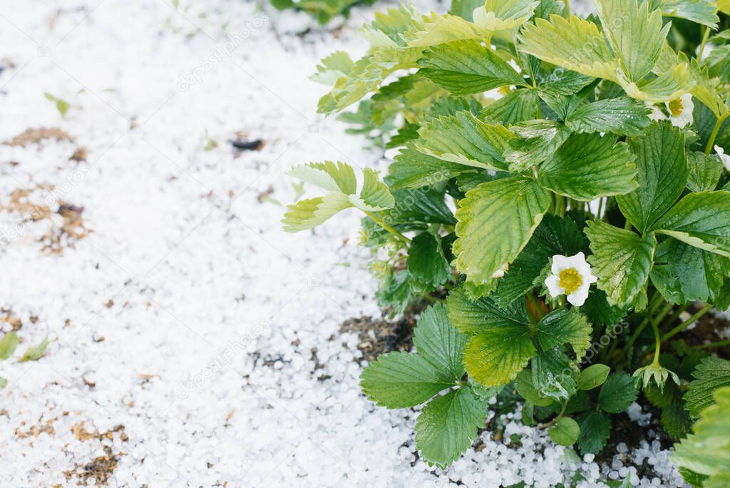 Flowering strawberry bushes, covered and damaged by summer hail