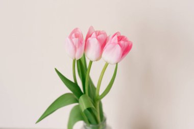 Bir buket pembe lale. Kopya alanı olan bahar tatili konsepti.