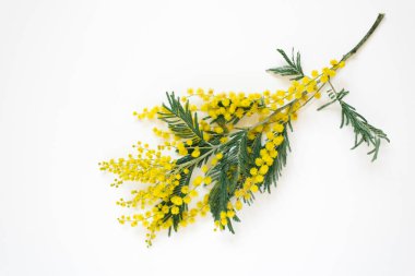 Beyaz arka planda bir dal mimoza çiçeği. Düz yatış, üst görünüm.