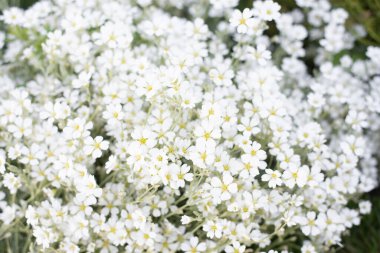 Bahçede yaz aylarında beyaz jaskolka çiçeklerinin çiçek deseni ya da arka planı. Yeraltı çiçeklerinin hızlı çiçek açması