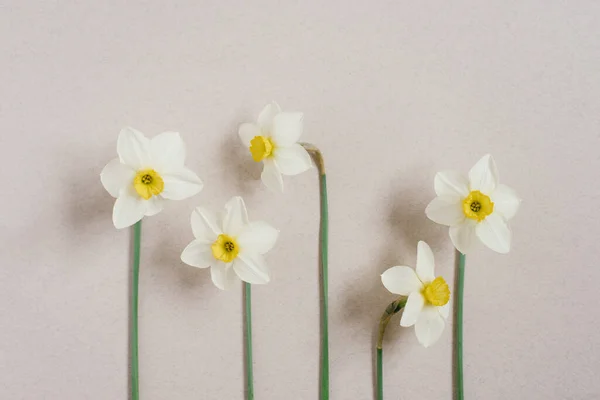 Hermosos Narcisos Frescos Una Vista Superior Fondo Beige Una Imagen — Foto de Stock