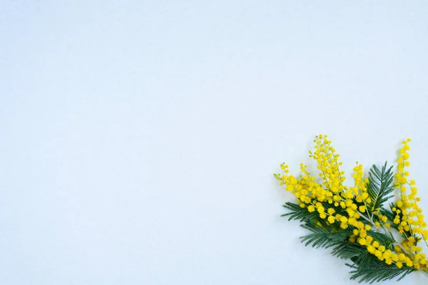 Marco Floral Ramas Mimosas Amarillas Sobre Fondo Blanco Flores Del — Foto de Stock