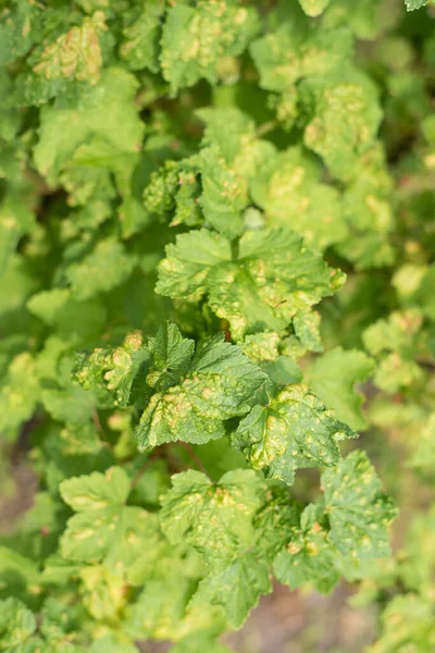 Currant Leaves Affected Gall Aphids Close View — Stock Photo, Image