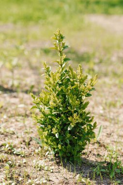 Yazın bahçede genç bir boxwood çalısı yetişiyor.