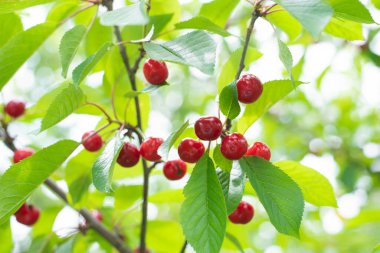 Yazın başında hasat öncesi dalda kırmızı ve tatlı kirazlar