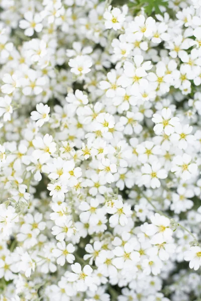 庭の夏に白いヤスコルカの花の花の花のプリントまたは背景 地上カバーの花の迅速な開花 — ストック写真