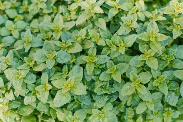 Oregano Bright Green Furry New Leaves Origanum Vulgare Fresh Oregano — Stock Photo, Image