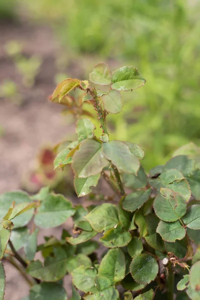 Garden pests of roses. Aphid on a rose shoot