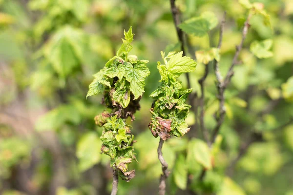 Beschädigte Blätter Der Johannisbeergalle Sommer Strauch Gartenschädlinge — Stockfoto