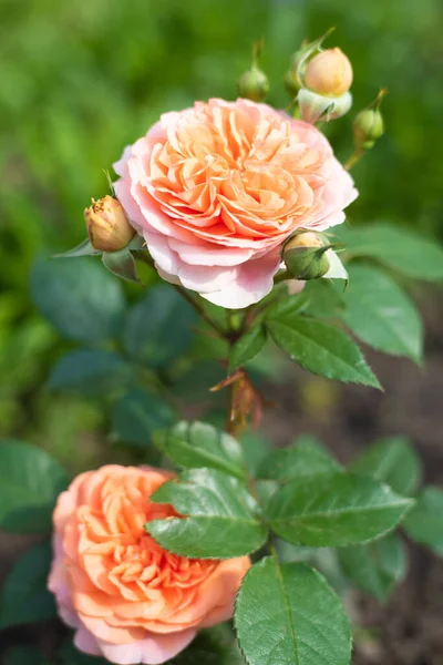 Rose Chippendale Tantau Ogrodzie — Zdjęcie stockowe