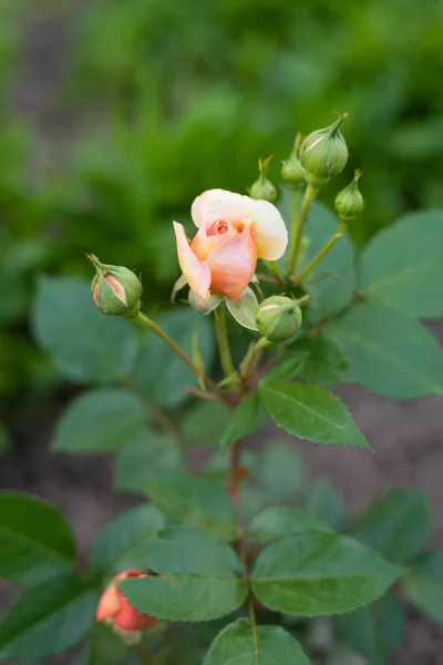 Ibrido Nostalgico Del Chippendale Tea Rose Bellissimo Bocciolo Rose Giallo — Foto Stock
