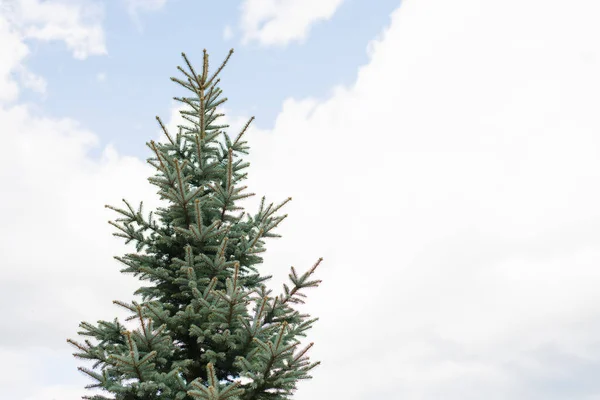 Blue Spruce Background Blue Sky Clouds Copy Space — Stock Photo, Image